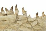 Mosasaur Jaw (Mandible) Section with Thirteen Teeth - Morocco #195778-5